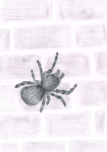 Pavouk na stěně; nakreslila Hana Burgetová