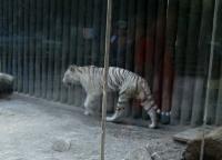 Už jste viděli bílé tygry v liberecké zoologické zahradě? Neváhejte!